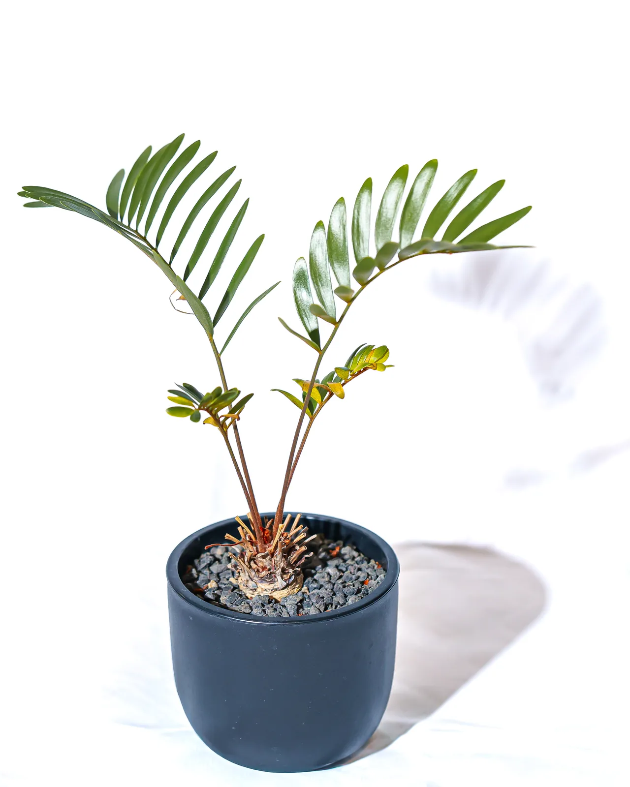 深藍色盆器中的蘇鐵植株全貌