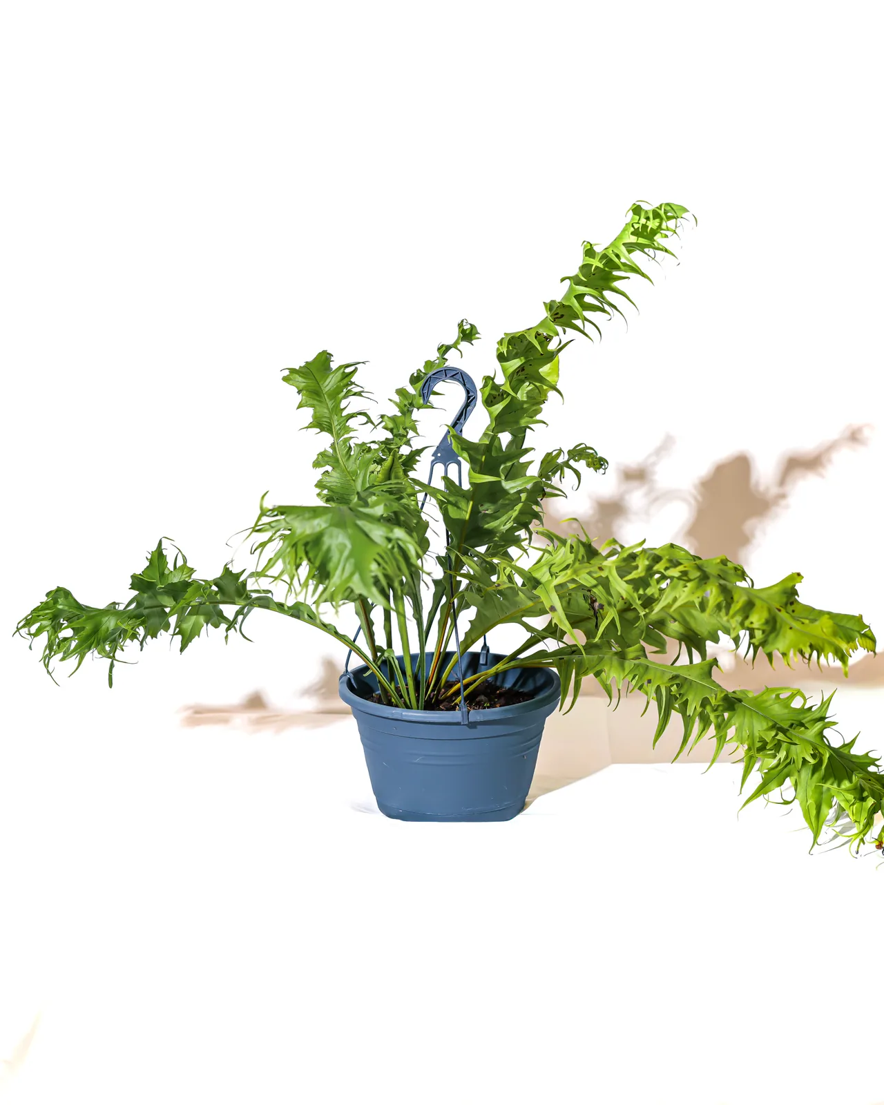 深藍色吊盆中的龍翼星蕨植株全貌