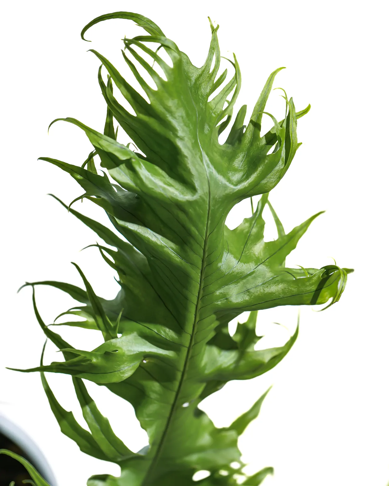 龍翼星蕨深裂葉片近拍