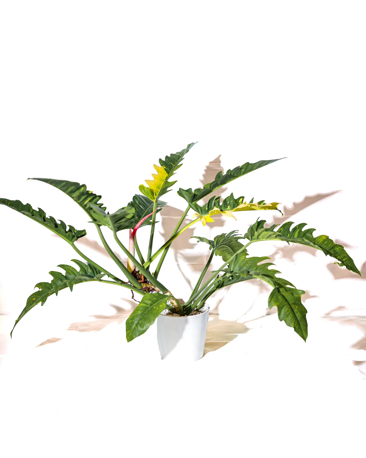 白色盆器中的黃金火之戒蔓綠絨植株全貌